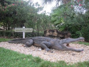 Crocodili at Bahama Bay Resort Orlando Florida